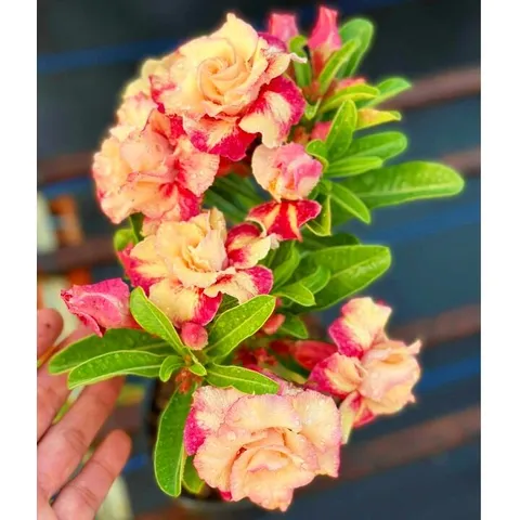 Bịch 10 hạt giống hoa sứ Thiên Vương giống Thái Lan ghép cánh vàng cam – Mã số 2089 803660
