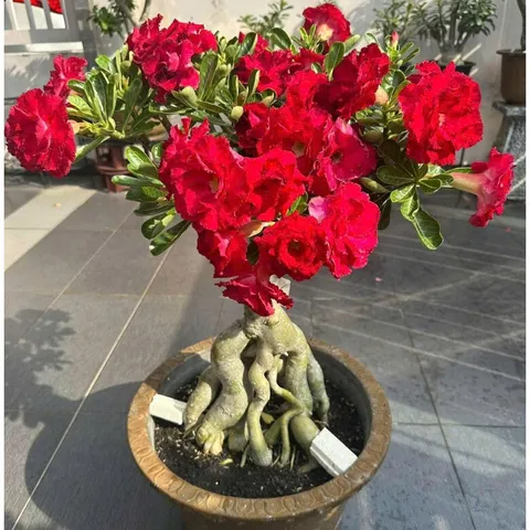 Hạt giống hoa sứ kép Thái Lan - Bịch 10 hạt – Mã số 2027 803664