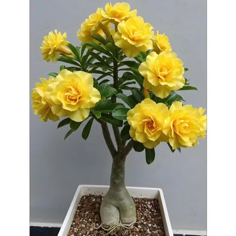Hạt giống hoa sứ kép Thái Lan - Bịch 10 hạt – Mã số 2023 803670