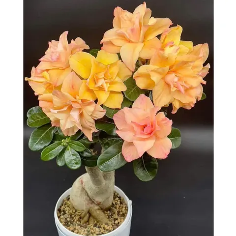 Hạt giống hoa sứ kép Thái Lan - Bịch 10 hạt – Mã số 2037 803678