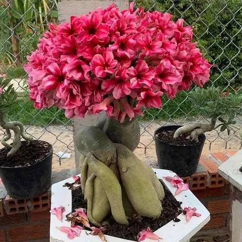 Hạt giống hoa sứ kép Thái Lan - Bịch 10 hạt – Mã số 1963 803682