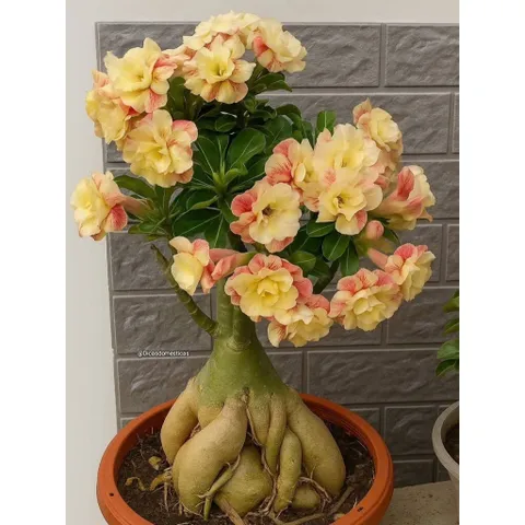 Hạt giống hoa sứ kép Thái Lan - Bịch 10 hạt – Mã số 2012 803687