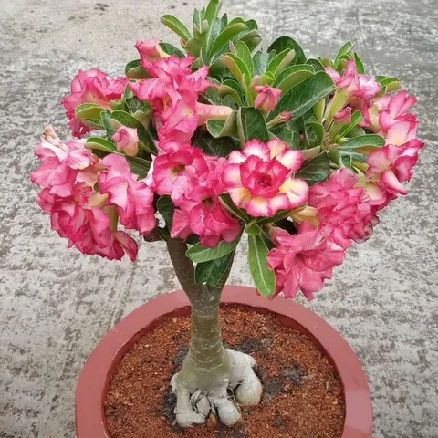 Hạt giống hoa sứ kép Thái Lan - Bịch 10 hạt – Mã số 1604 803750