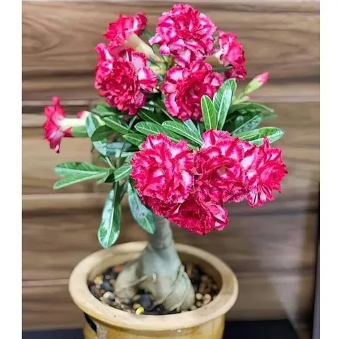 Hạt giống hoa sứ kép Thái Lan - Bịch 10 hạt – Mã số 1697 803768