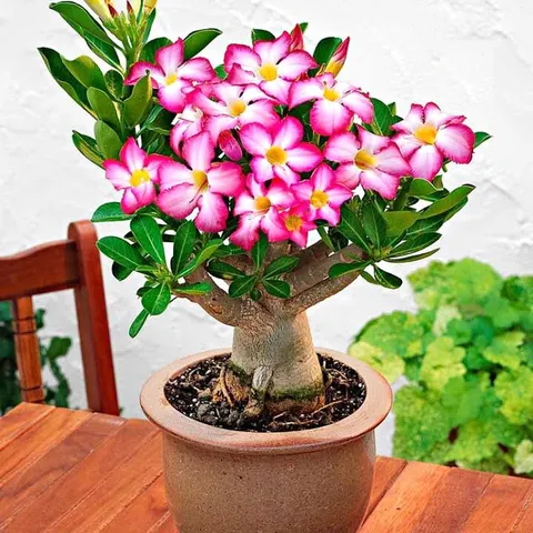 Hạt giống hoa sứ Bonsai cánh hồng - Bịch 10 hạt – Mã số 1044 803805