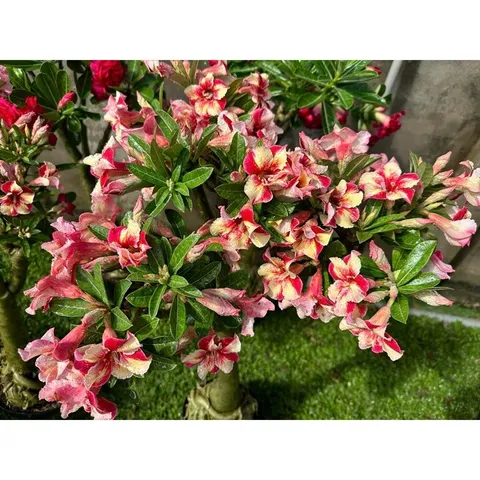 Bịch 10 hạt giống hoa sứ Thái Lan mỏ vịt cánh nhọn đỏ vàng – Mã số 1483 803848