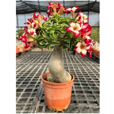 Bịch 10 hạt giống hoa sứ Taiwain 5 cánh nhọn màu vàng viền đỏ cánh nhọn – Mã số 1485 803850