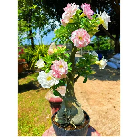 Hạt giống hoa sứ ghép Thái Lan 2 màu hoa viền trắng viền hồng - Bịch 10 hạt – Mã số 1265 803867