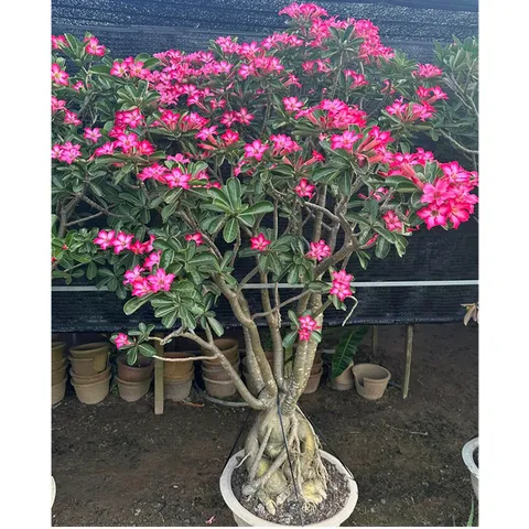 Bịch 10 hạt giống hoa sứ Thái Lan kỳ duyên hồng – Mã số 1320 803868