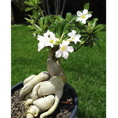 Hạt giống hoa sứ kép Thái Lan Bonsai màu trắng - Bịch 10 hạt – Mã số 1755 803890