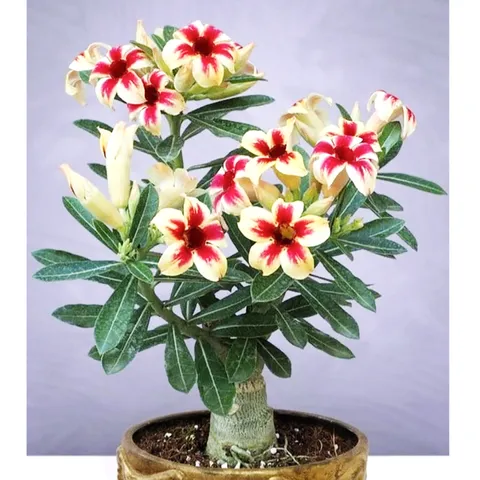 Hạt giống hoa sứ 5 cánh màu vàng đỏ - Bịch 10 hạt – Mã số 1758 803899