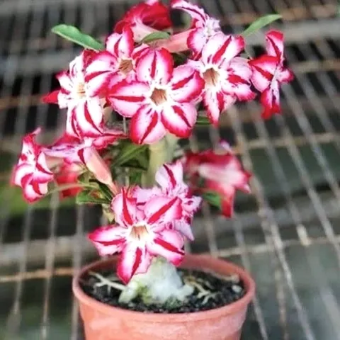 Hạt giống hoa sứ kép Thái Lan cánh nhọn - Bịch 10 hạt – Mã số 1803 803943