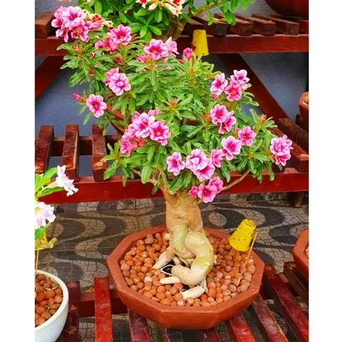 Bịch 10 hạt giống hoa sứ Thái Lan cánh tiên 5 cánh màu hồng – Mã số 2088 803945