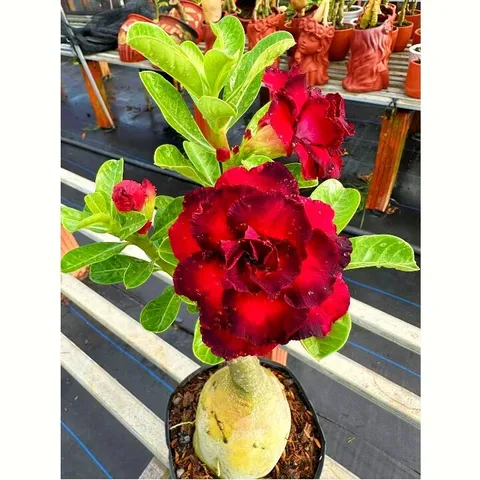 Bịch 10 hạt giống hoa sứ Thiên Vương cánh đỏ viền đen hoa to – Mã số 2087 803961