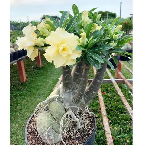 Hạt giống hoa sứ kép Thái Lan Bonsai màu vàng - Bịch 10 hạt – Mã số 1796 803968