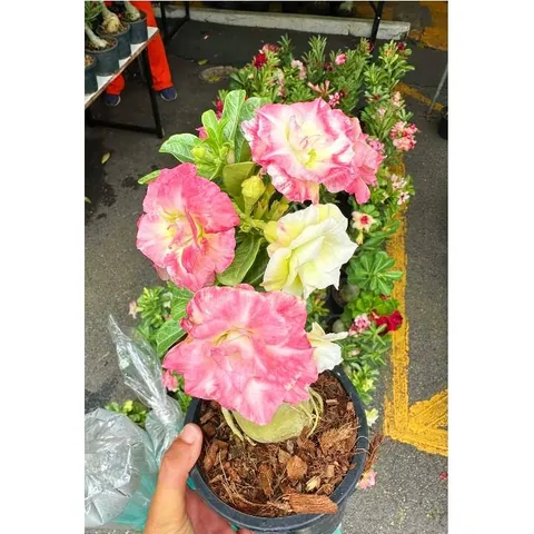 Bịch 10 hạt giống hoa sứ Thái Lan cánh tiên nhiều tầng ghép 3 màu đỏ cam vàng – Mã số 2090 803969