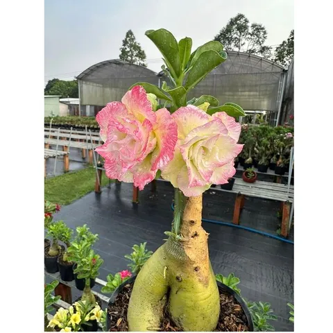 Bịch 10 hạt giống hoa sứ Thái Lan cánh tiên nhiều tầng ghép 3 màu đỏ cam vàng – Mã số 2090 803969
