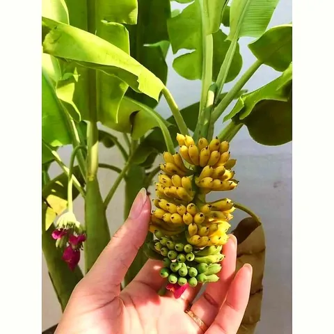 Hạt giống cây chuối Mini siêu trái - Hạt giống cây chuối cảnh Mini cho trái quanh năm - Trồng được trong nhà và ngoài trời - Bịch 10 hạt - Mã số 1236 803971