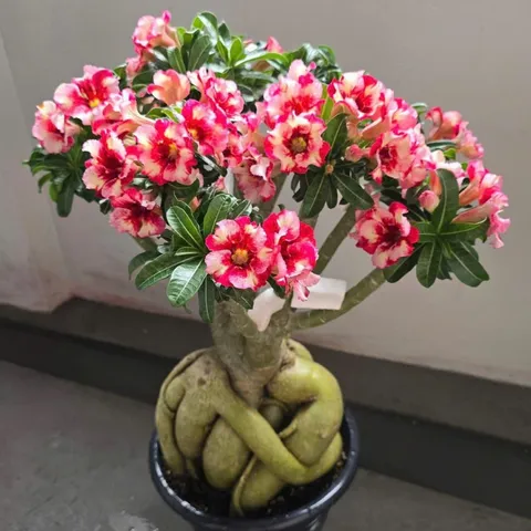 Hạt giống hoa sứ kép Đài Loan siêu hoa Đế Vương hồng - Bịch 10 hạt – Mã 1993 804426