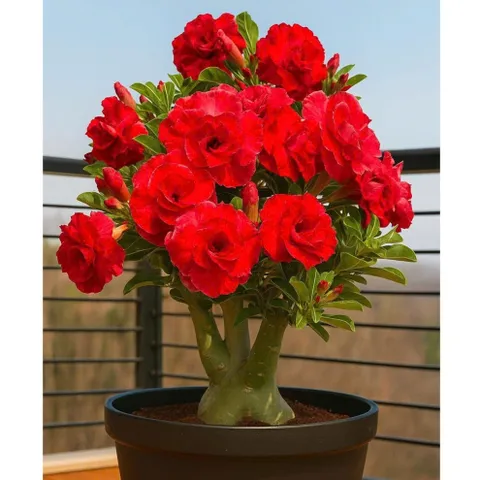 Hạt giống hoa sứ kép Thái Lan siêu bông đỏ bách hoa - Bịch 10 hạt – Mã 2005 804439