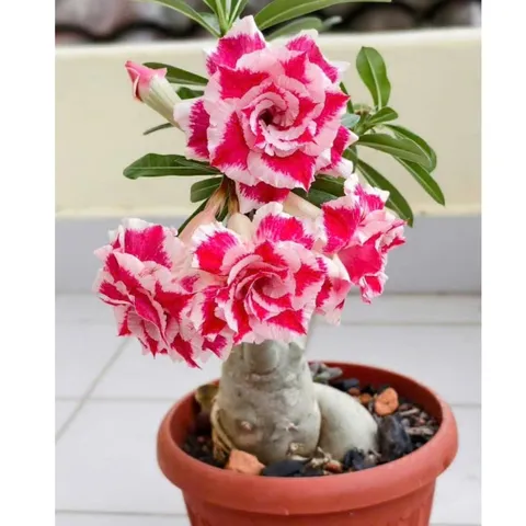 Hạt giống hoa sứ kép Thái Lan màu hồng viền cánh trắng thiên tuế - Bịch 10 hạt – Mã 1973 804488