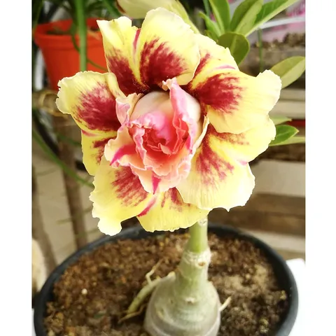 Hạt giống hoa sứ kép Thái Lan màu vàng đỏ thân lùn - Bịch 10 hạt – Mã 1774 804507