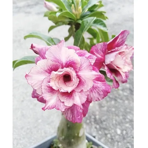 Hạt giống hoa sứ kép Thái Lan cánh mỏng màu trắng viền tím - Bịch 10 hạt – Mã 1766 804511