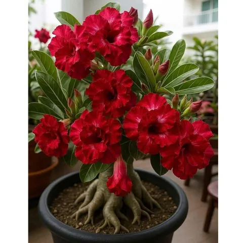Hạt giống hoa sứ kép Thái Lan màu đỏ nhung sẫm cánh to đế vương - Bịch 10 hạt – Mã 1629 804563