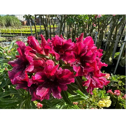 Bịch 10 hạt giống hoa sứ cẩm thạch màu đỏ sẫm nhiều tầng cánh tròn – Mã 1411 804661