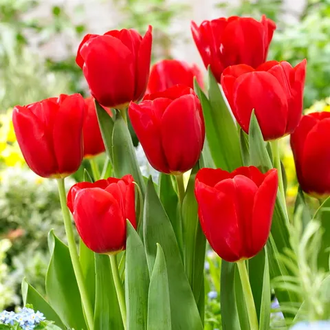 Hạt giống hoa Tulip – Bịch 10 hạt – Mã 1478 804671