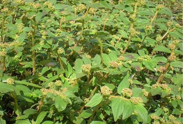 Cây cỏ sữa lá lớn 1kg tươi hoặc khô, khách đặt mới hái
