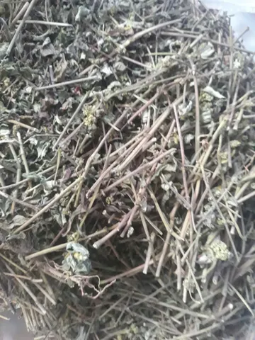 Cây cỏ sữa lá lớn 1kg tươi hoặc khô, khách đặt mới hái