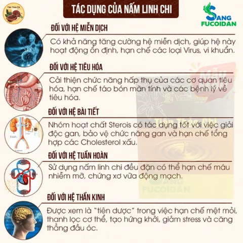 [Xuất kèm VAT] TIÊN THẢO CHI VINACACAO – KẾT HỢP CACAO, NHÂN SÂM & LINH CHI
