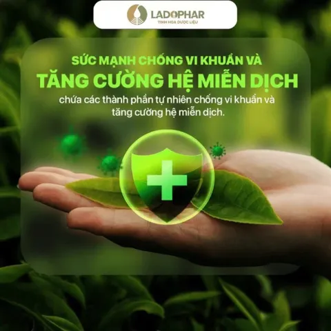 Trà Thảo Mộc Premium Ladophar (Hộp 20 gói) Giúp hỗ trợ mát gan, thanh lọc cơ thể và tăng cường chức năng gan.
