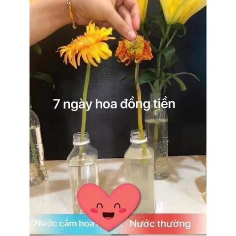 Nước Cắm Hoa Tươi Lâu Owell 350ml - Giữ Hoa Tươi Lâu Hơn 814214