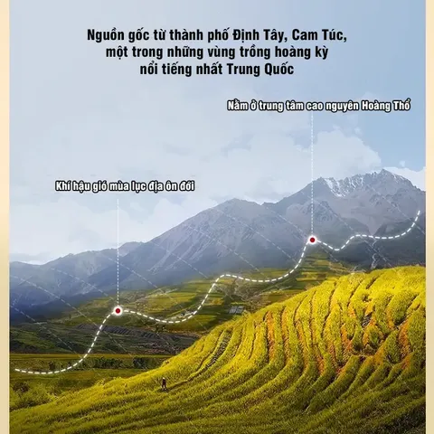 Hoàng kỳ Cam Túc hàng tuyển chọn, bổ khí, tăng sức đề kháng, hộp 120g