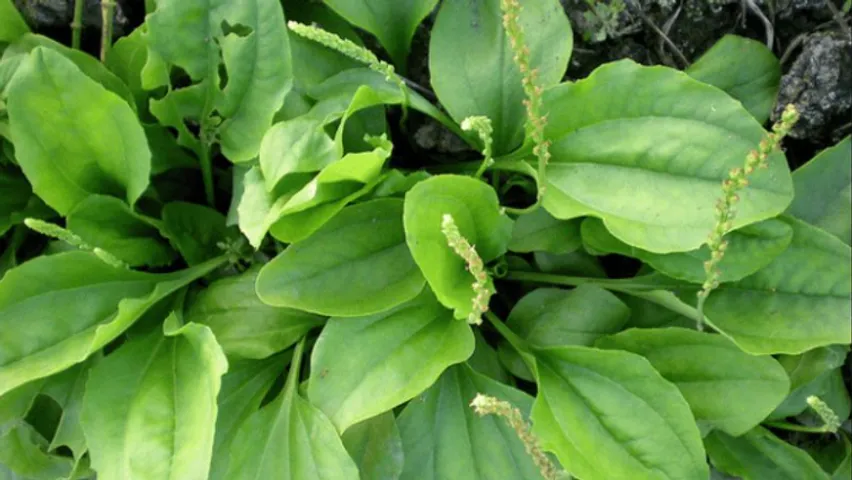 Cây mã đề tươi sạch lợi tiểu thanh nhiệt lợi mật, chống viêm, trừ đờm, giảm ho, cầm tiêu chảy, sáng mắt..