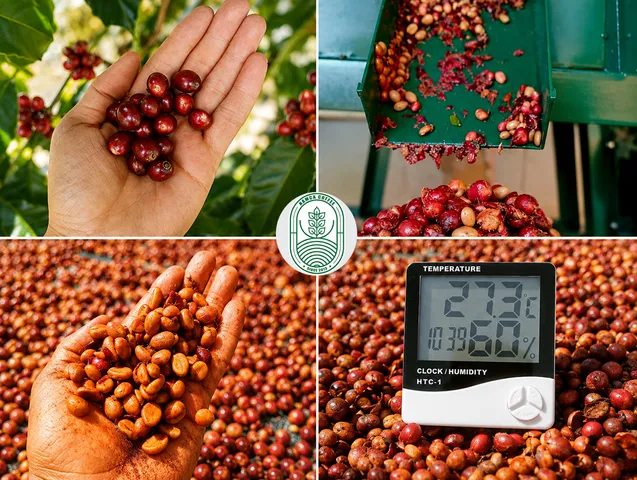 (1 kg) CÀ PHÊ ROBUSTA RED HONEY (Rang Mộc Nguyên Chất 100%) (Đã bao gồm 8% VAT)