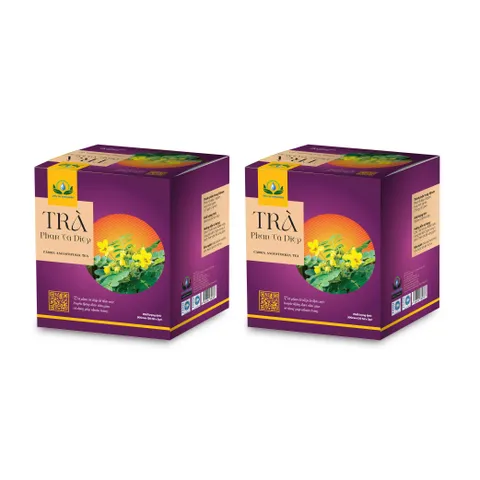 Combo Trà Phan Tả Diệp Túi Lọc 30 gói Tiện Dụng – Thức Uống Thảo Mộc Thiên Nhiên