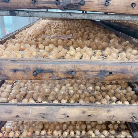 Long Nhãn Sấy Mộc Loại 1 - Đặc Sản Hưng Yên Thích Hợp Ăn Vặt, Nấu Chè, Chưng Yến Túi Zip 500gram