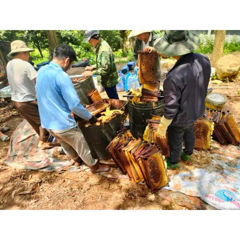 Mật Ong Hoa Nhãn Hưng Yên - Nguyên Chất 100% Chai 500ml (700gram)