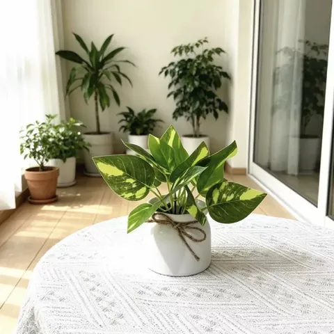Chậu cây trầu bà nhựa kích thước 16cm trang trí,deco phòng ấn tượng,làm quà tặng..: