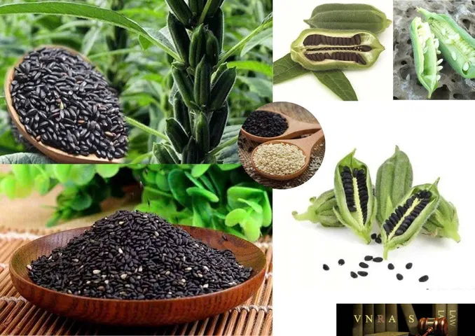 Vừng đen điện biên 1kg (P134457)
