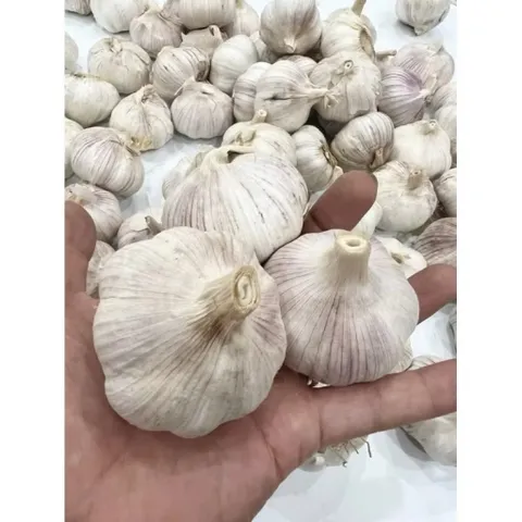 Củ Tỏi To Chắc Loại 1 - Tỏi Thơm Ngon Túi 1 Kg