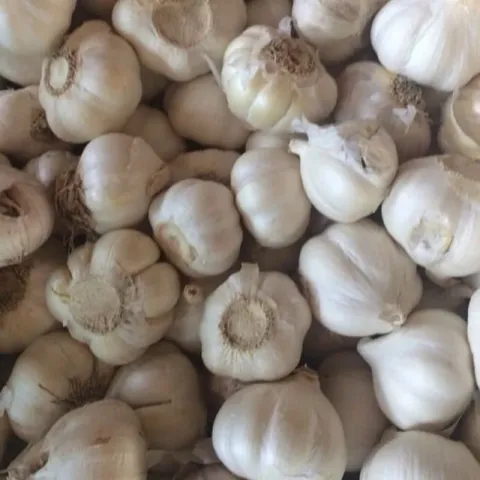 Củ Tỏi To Chắc Loại 1 - Tỏi Thơm Ngon Túi 1 Kg