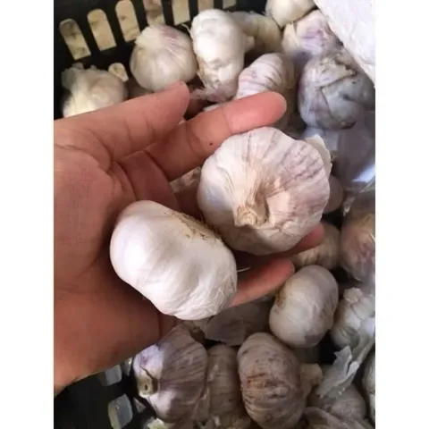 Củ Tỏi To Chắc Loại 1 - Tỏi Thơm Ngon Túi 1 Kg