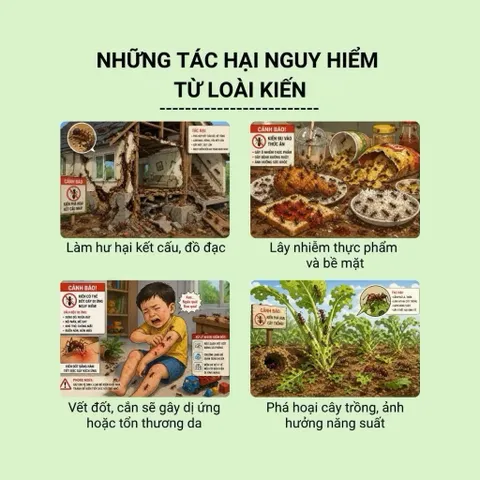 Combo 10 Lọ diệt kiến sinh học tận gốc