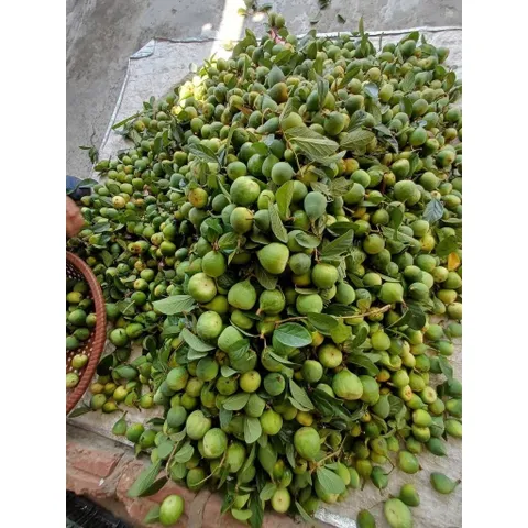 Quả Trâu Cổ Tươi 1kg