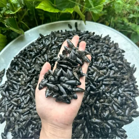 Combo 50 Bổ Củi Khô Kèm 4 Vị Thảo Mộc Tây Bắc