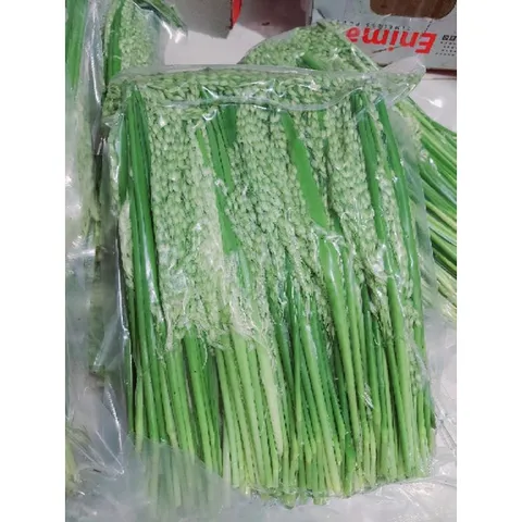 Đòng đòng lúa nếp hút chân không, Đòng tươi ngâm tửu nguyên liệu tự nhiên hương vị truyền thống